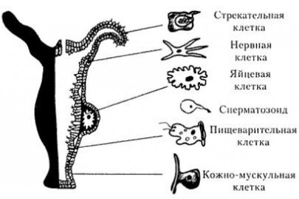 Как зайти на кракен в торе